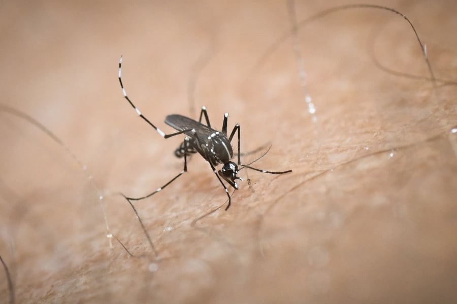 Προσοχή! Αυξάνονται τα κουνούπια τίγρης – Πώς θα τα αντιμετωπίσετε