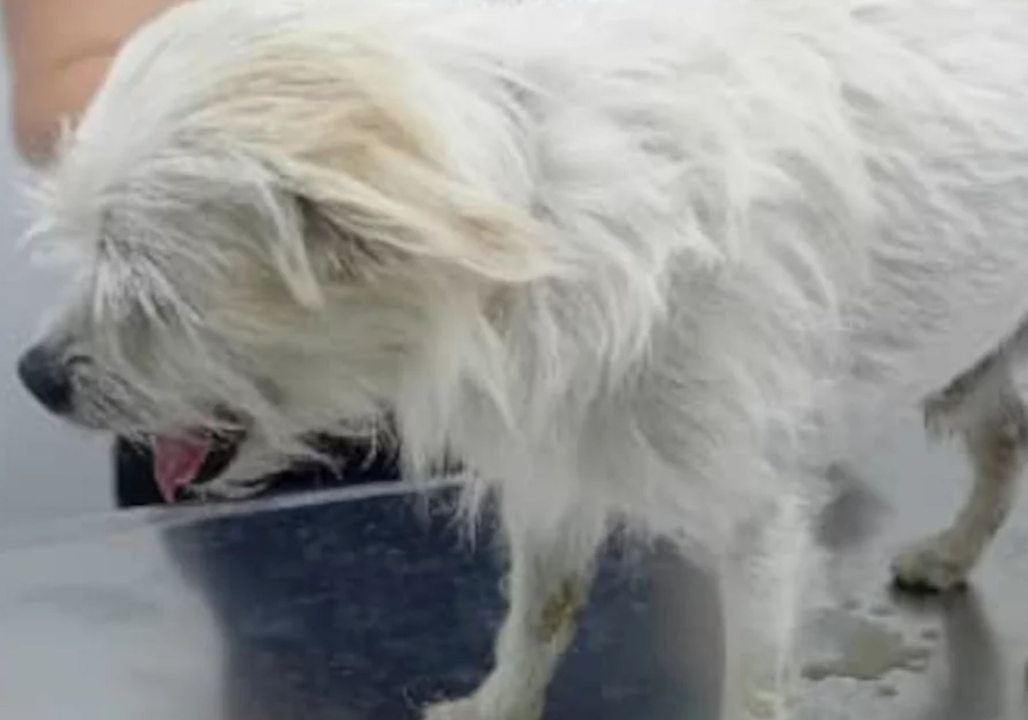 Απίστευτη κτηνωδία στην Άνδρο: Άγνωστος βίασε σκύλο – Δίνουν αμοιβή για να βρουν τον δράστη
