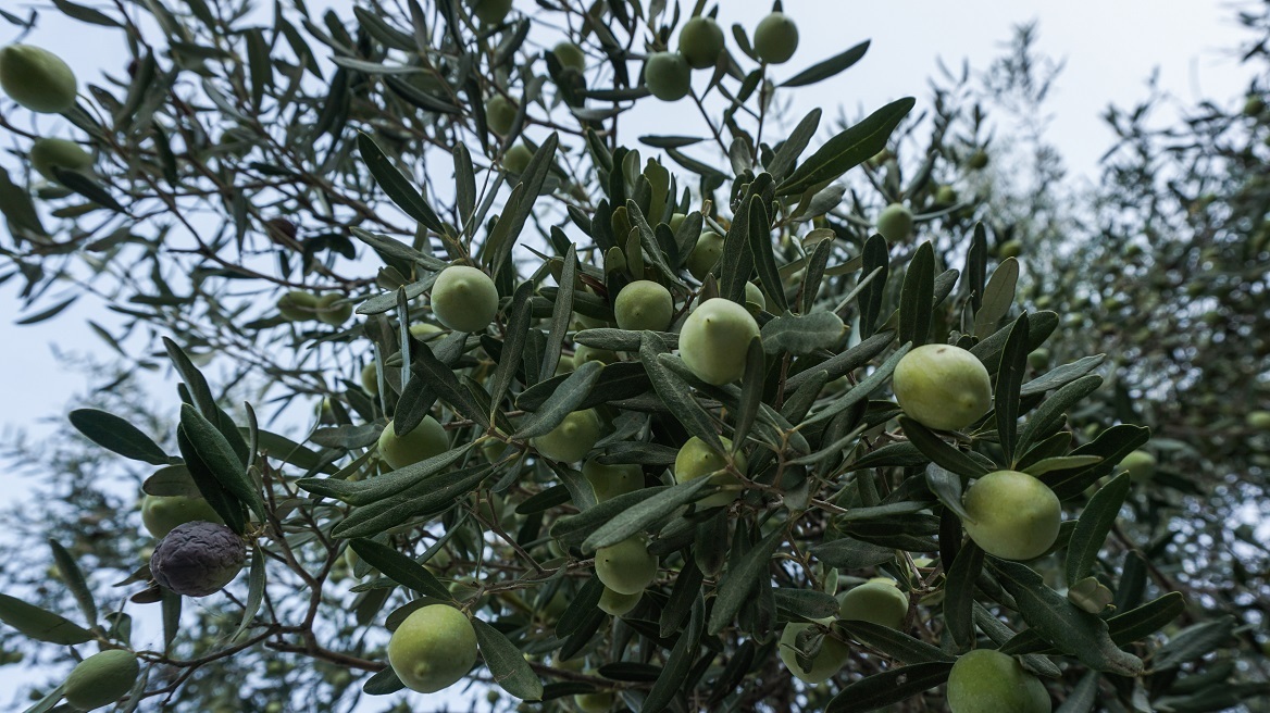 Αγρότης επικήρυξε με 1.000 ευρώ τους κλέφτες που του πήραν 36 σακιά με ελιές