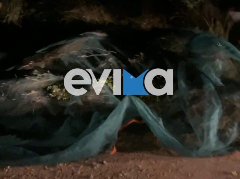 Εύβοια: Κλέβουν τον «υγρό χρυσό» – Μαζεύουν ξένες ελιές τη νύχτα