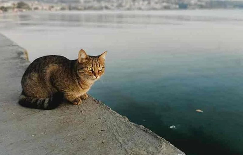 Eύβοια: Συγκινεί η διάσωση μικρού γατιού που έπεσε στη θάλασσα