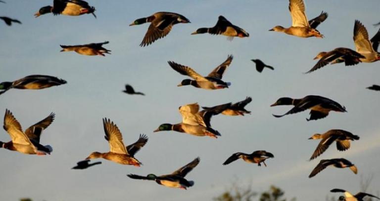Που και πότε θα γίνει η γιορτή των πουλιών στην Εύβοια