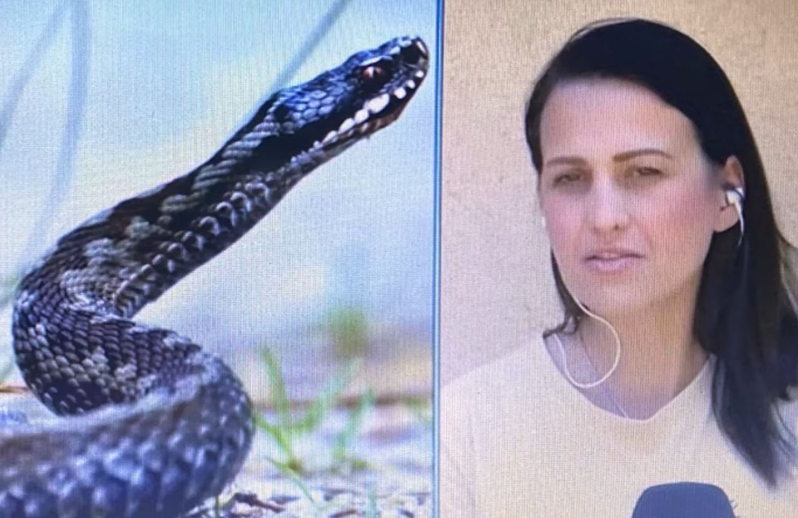 Συγκλονιστικό βίντεο: Οι προσπάθειες του ΕΚΑΒ να διασώσει την 39χρονη εθελόντρια που δαγκώθηκε από φίδι (video)