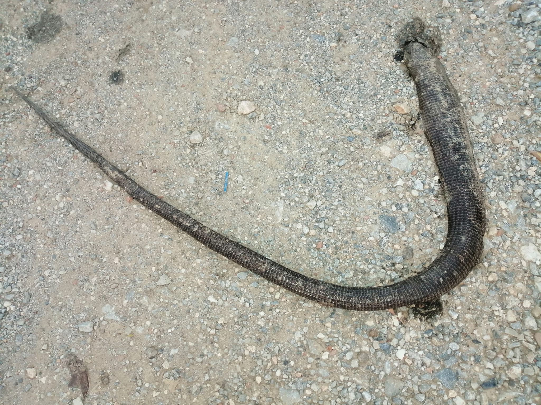 Εύβοια: «Πάγωσαν» από τεράστιο φίδι στη μέση του δρόμου