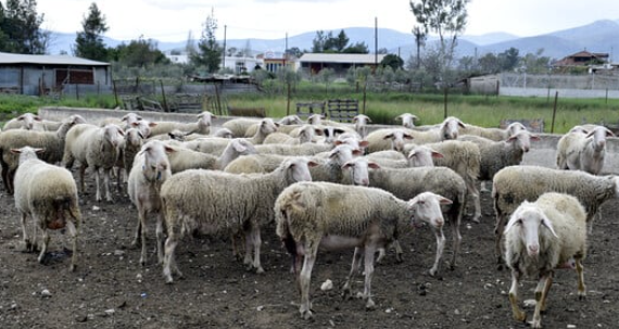 Κτηνοτρόφος ήταν αιχμάλωτος σε μαντρί για 9 μήνες από τους εργοδότες του