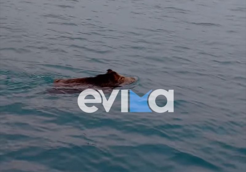 «Θαλάσσια…αγριογούρουνα» στην Εύβοια: Viral βίντεο με κολύμπι σε πασίγνωστη παραλία