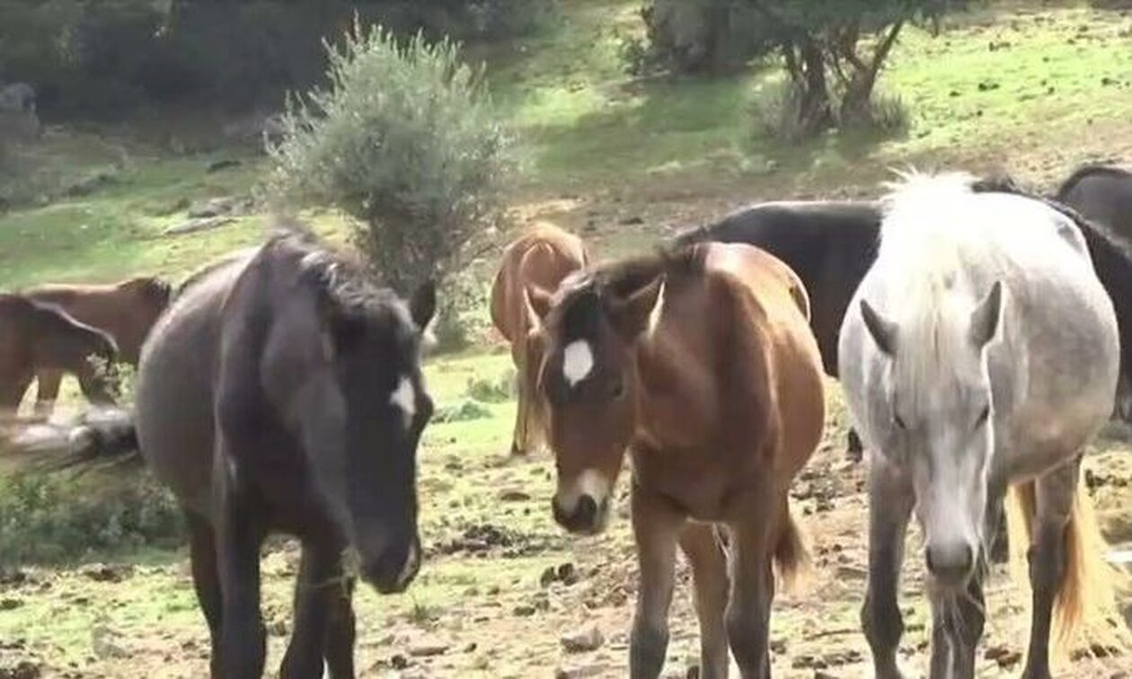 Εγκατέλειψαν 95 άλογα: Κραυγή αγωνίας για την επιβίωσή τους