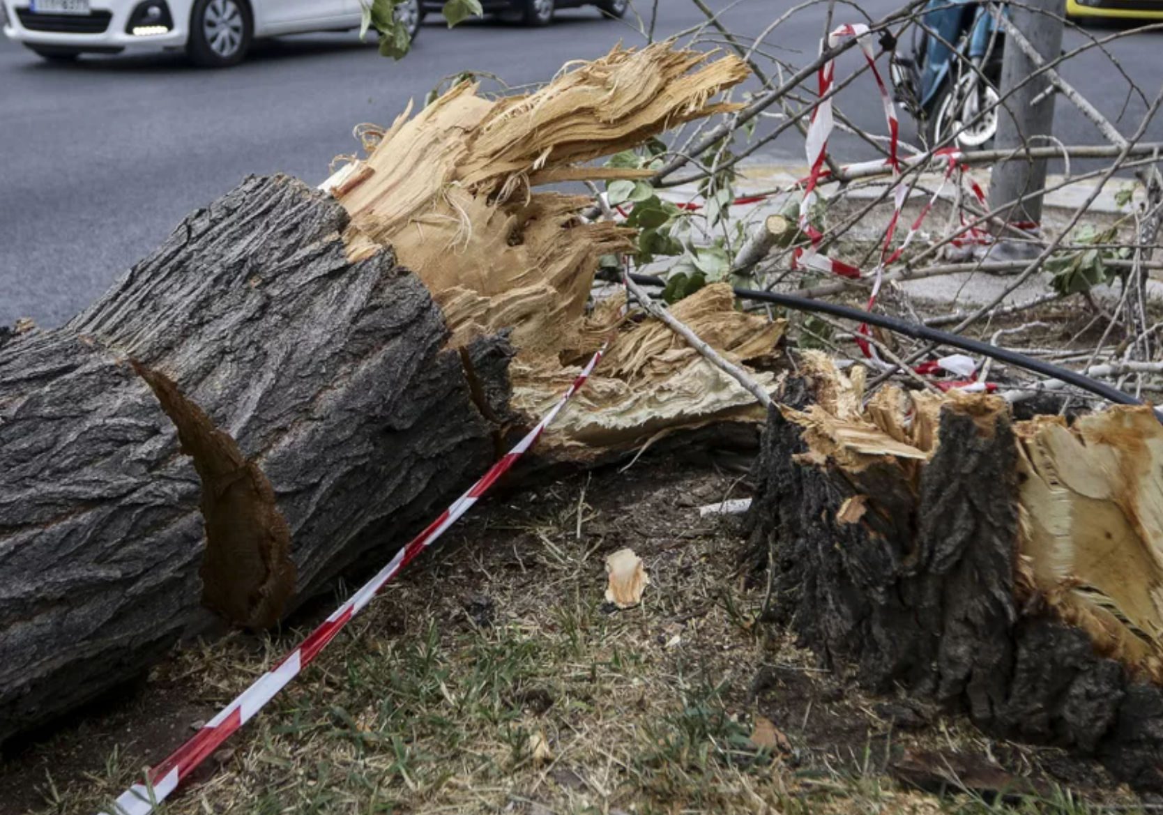 Πτώσεις δέντρων στην Αττική λόγω της κακοκαιρίας Bettina: Η Πυροσβεστική δέχτηκε 61 κλήσεις