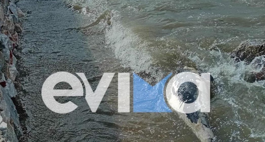 Δελφίνι «ξεβράστηκε» νεκρό σε παραλία της Εύβοιας – Δείτε εικόνες
