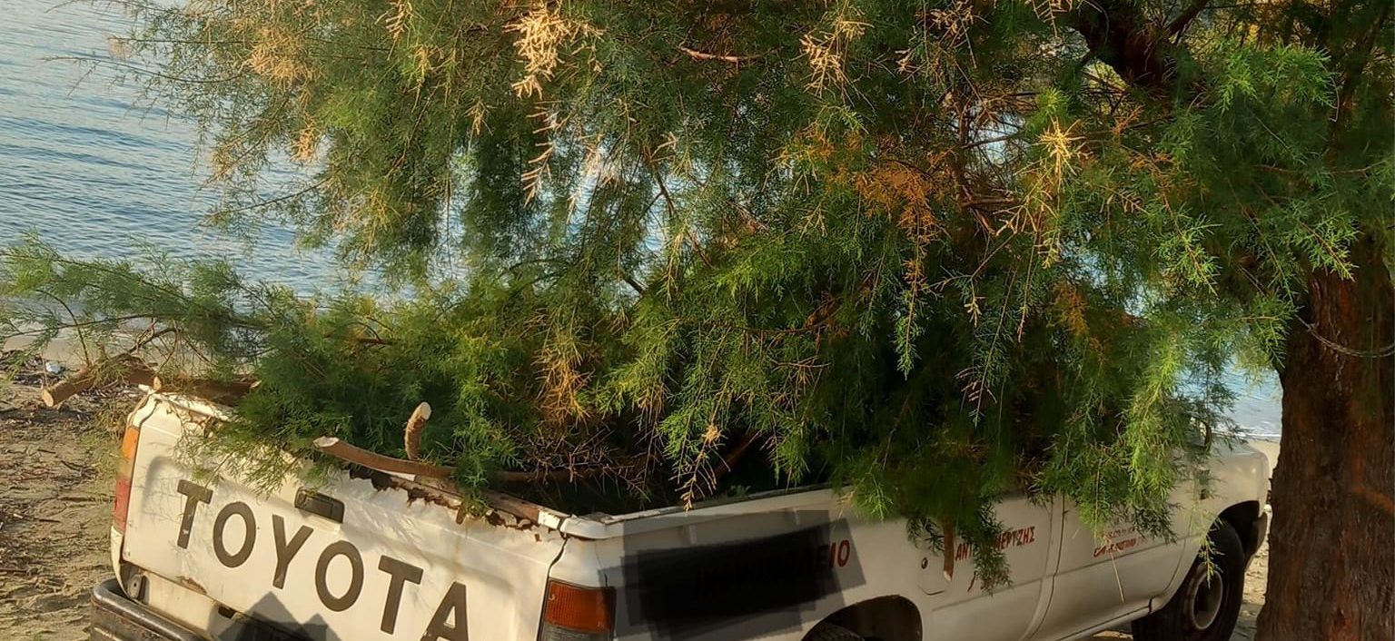 Εύβοια: Οργή για τον «γνωστό-άγνωστο» που κόβει δέντρα σε παραλία