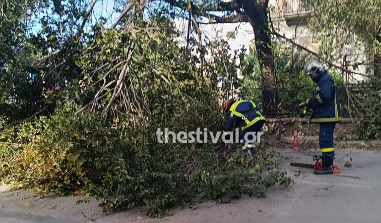 Δεκάδες πτώσεις δέντρων προκάλεσαν οι θυελλώδεις άνεμοι που σαρώνουν τη Θεσσαλονίκη (pics-videos)