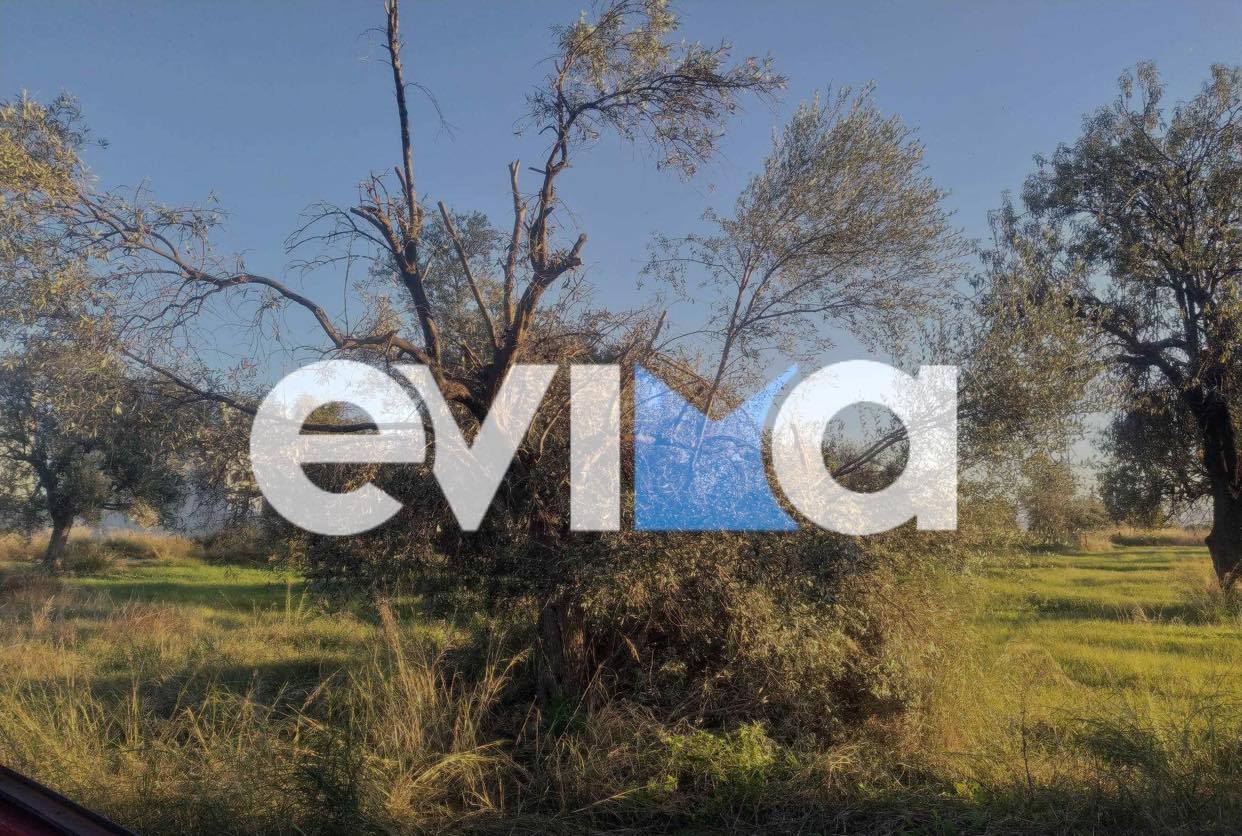 Κλέβουν ελιές και στην Εύβοια – Μαρτυρία στο Evima.gr