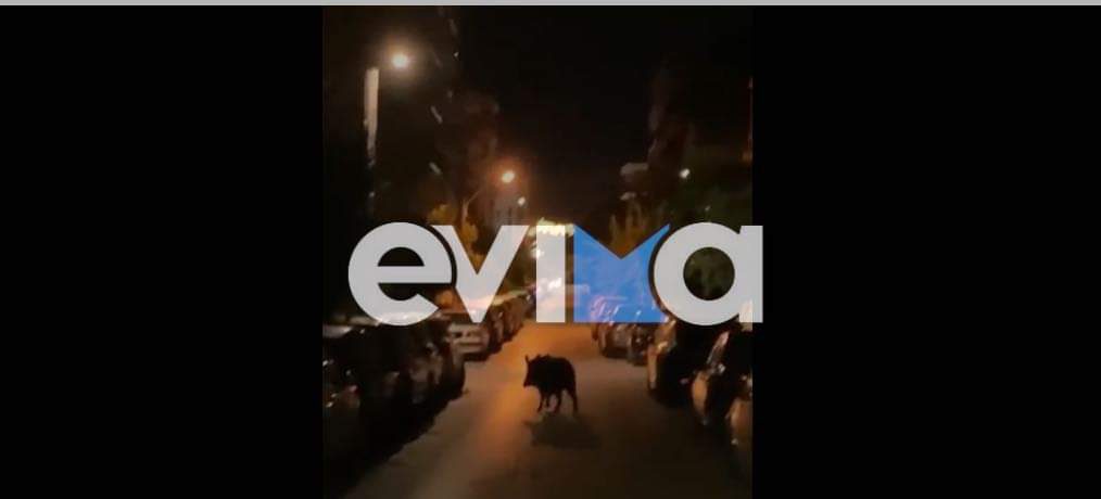 Εύβοια: Αγριογούρουνο «νυχτοπερπατεί» κεντρικά στη Χαλκίδα- Σε βίντεο η περατζάδα του