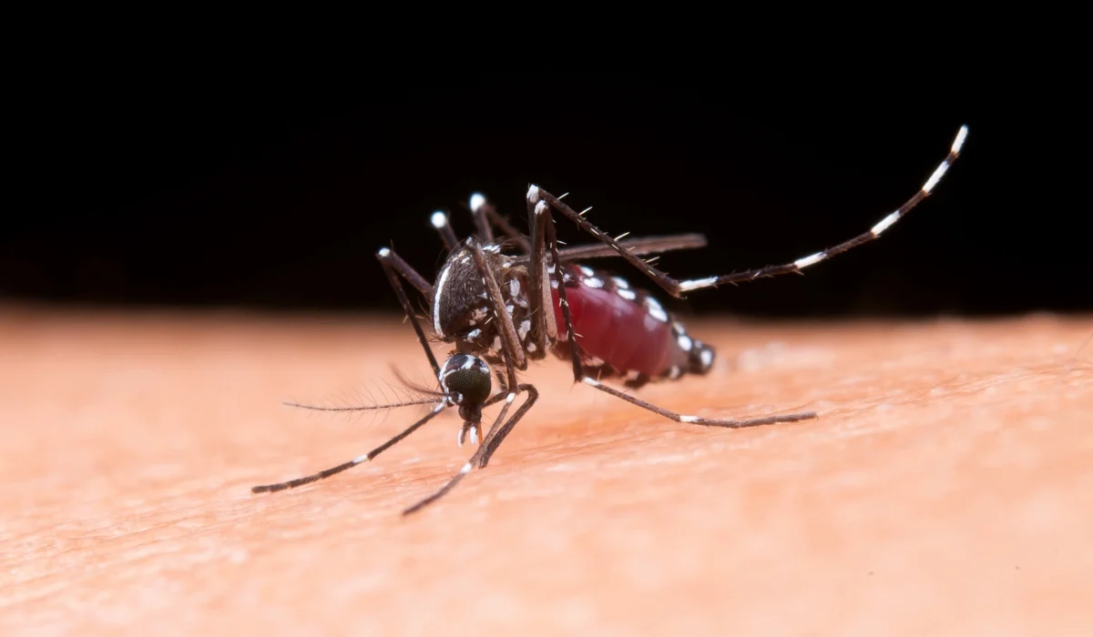 Τσικουνγκούνια: Ο ιός που μεταδίδεται από το κουνούπι τίγρη – Ποια τα συμπτώματα