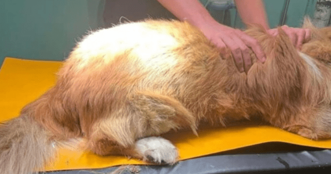 Σάλος στην Εύβοια: Πυροβόλησαν σκύλο στο κεφάλι – Συγκλονιστική εικόνα