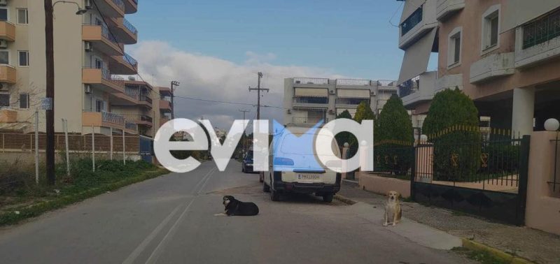 Εύβοια: Νέες μαρτυρίες για επιθέσεις αδέσποτων σκύλων στη Χαλκίδα – Αδύνατη η απομάκρυνση
