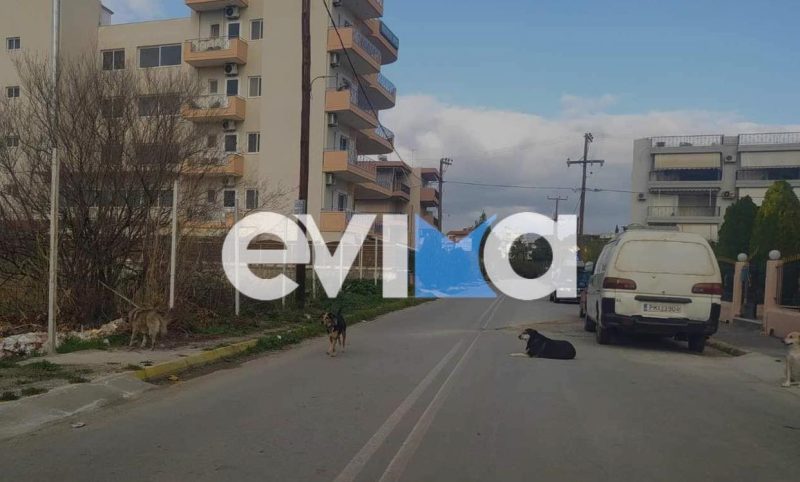 Εύβοια: Τρόμος με επιθέσεις αδέσποτων σκυλιών σε παιδιά- Οι μαρτυρίες μητέρων στο evima.gr