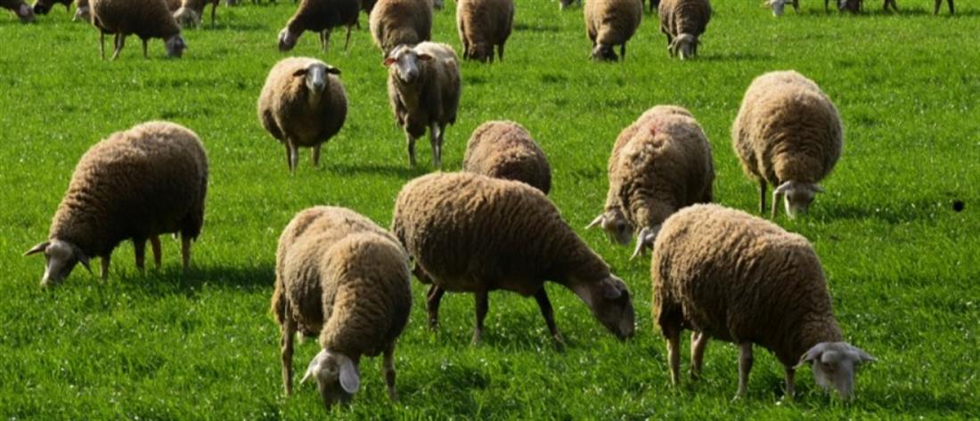Ευλογιά των Προβάτων: Κρούσμα στη Στερεά Ελλάδα – Συναγερμός στους κτηνοτρόφους
