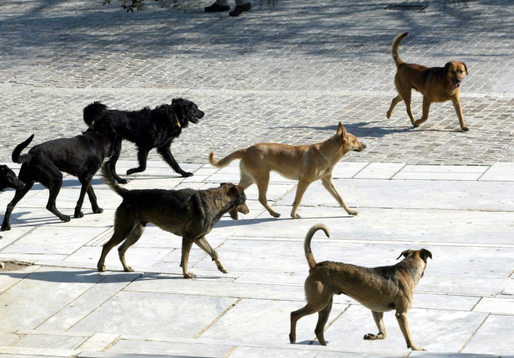 Τρόμος και στην Εύβοια από αδέσποτα σκυλιά