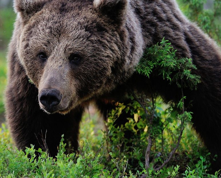 Οι αρκούδες του Αρκτούρου έπεσαν για πρώτη φορά τόσο νωρίς σε χειμερία νάρκη