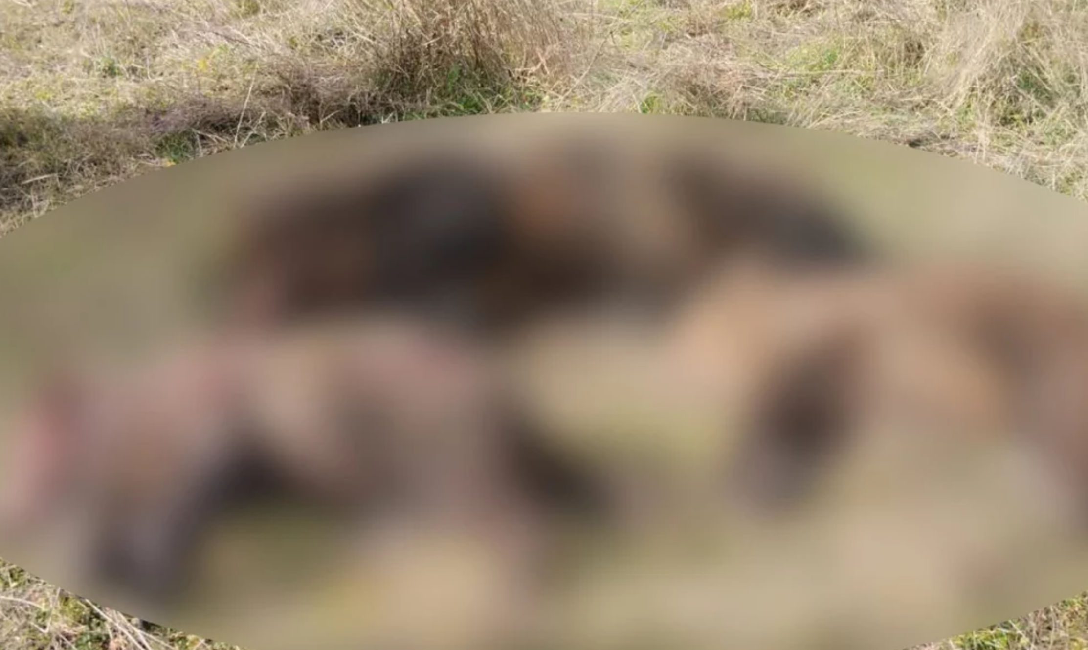 Ασύλληπτη κτηνωδία: Δολοφόνησαν αρκούδα και τα δύο της αρκουδάκια