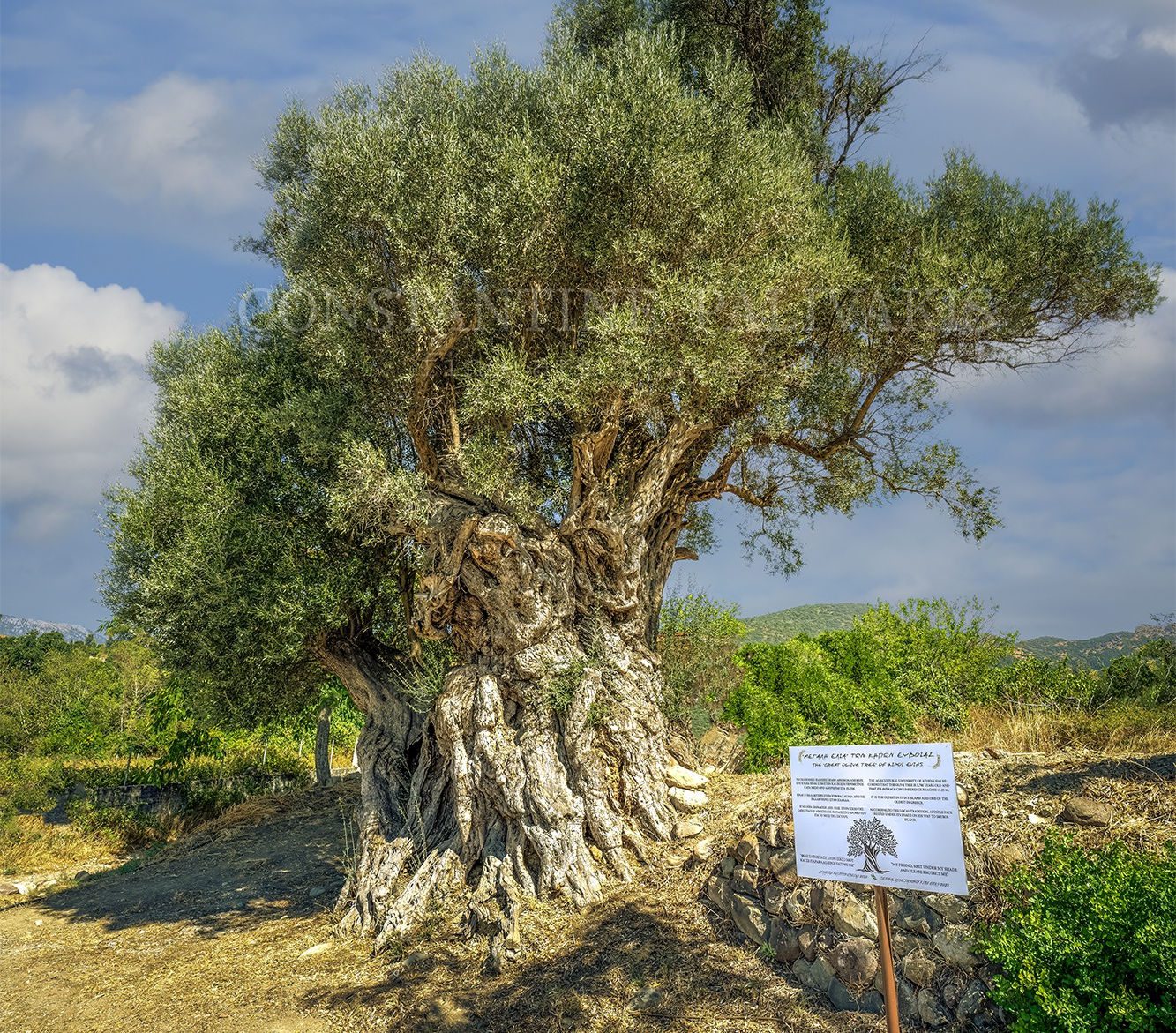 Η ελιά «του Απόστολου Παύλου» – Στέκει αγέρωχη 2.700 χρόνια στην Εύβοια