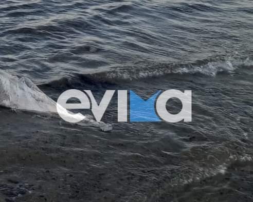 Νεκρό δελφίνι εντοπίστηκε σε ακτή της Εύβοιας (εικόνα)
