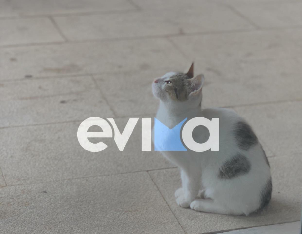 Το απρόοπτο με την άσπρη γάτα σε ορκωμοσία δημάρχου της Εύβοιας
