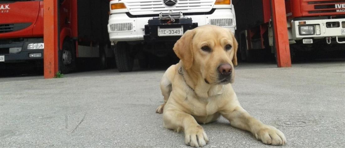 Πέθανε ο σκύλος-διασώστης της Πυροσβεστικής – Το αντίο της υπηρεσίας