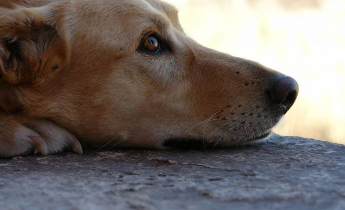 Νέα υπόθεση κακοποίησης: Πυροβόλησαν και σκότωσαν αδέσποτη σκυλίτσα στον Βόλο