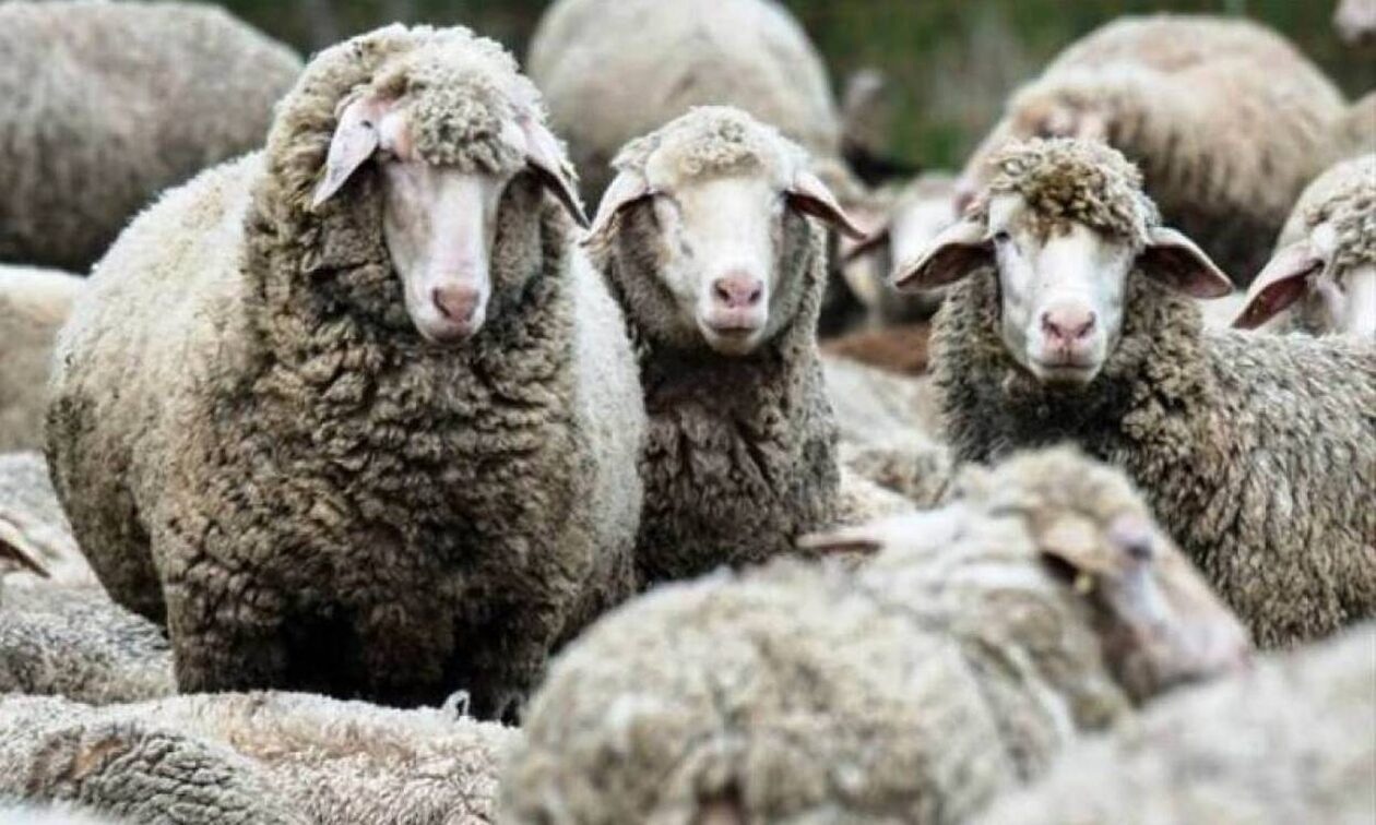 Νέα εστία καταρροϊκού πυρετού σε πρόβατα