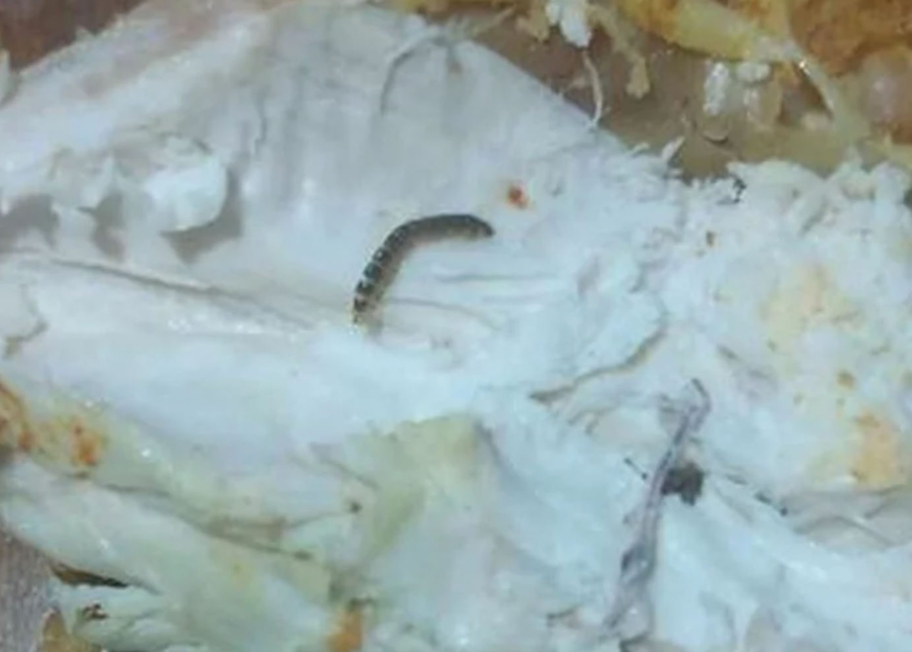 Σοκ και αηδία: Βρήκε σκουλήκια μέσα στο κοτόπουλο που αγόρασε από σούπερ μάρκετ