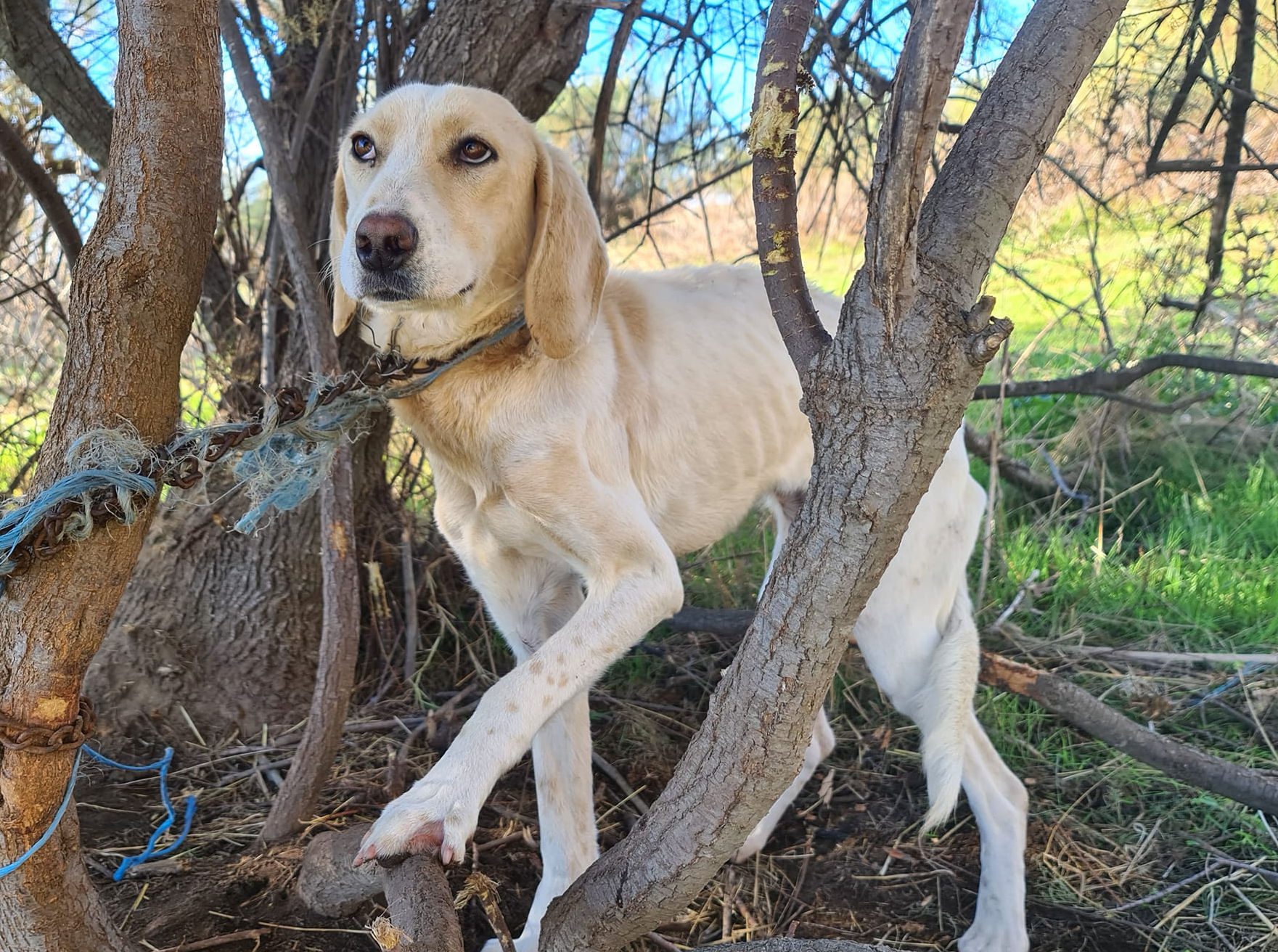 Νέο περιστατικό κακοποίησης ζώου: Σκύλος εντοπίστηκε αλυσοδεμένος και σκελετωμένος, στο δάσος (pics-video)