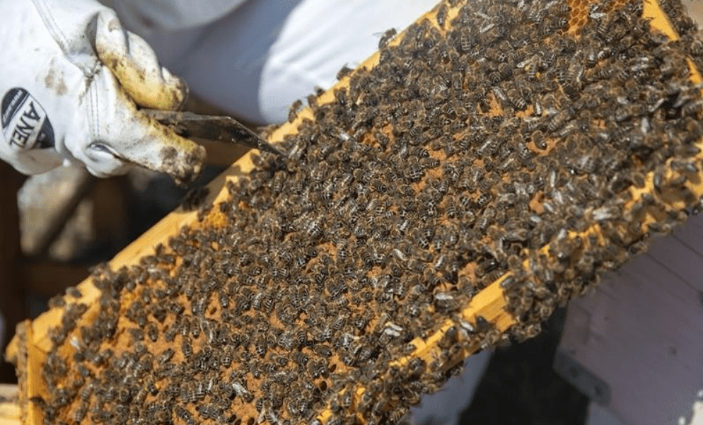 Εύβοια: Τι πρέπει να γνωρίζουν οι μελισσοκόμοι που επλήγησαν από τις καταστροφές