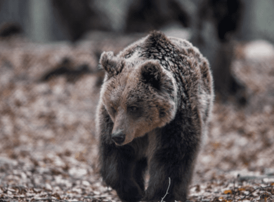 Έρευνες της εισαγγελίας για την εκτέλεση αρκούδων την ώρα που θήλαζαν
