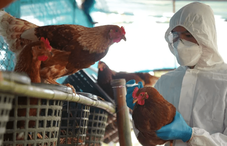 Γρίπη των πτηνών: Κίνδυνος να εξελιχθεί σε νέα πανδημία