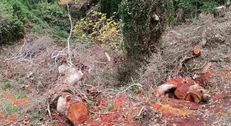 Εύβοια: Η Εταιρεία Περιβάλλοντος Κύμης, κατηγορεί τον ΔΕΔΔΗΕ για «πετσόκομμα» δέντρων