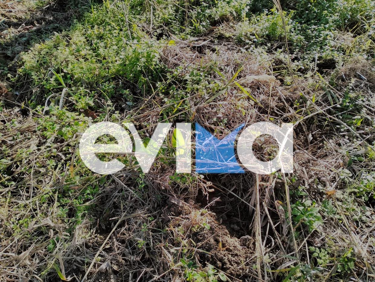 Εύβοια: Αγριογούρουνα ρημάζουν καλλιέργειες και αυλές