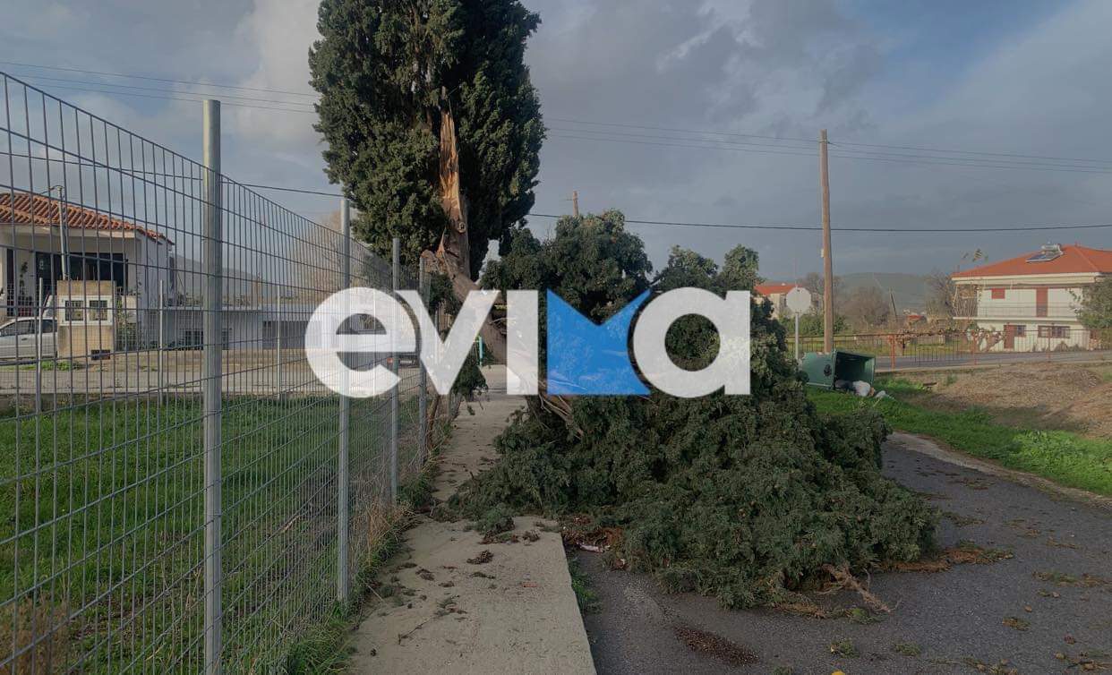 Οι ισχυροί άνεμοι «σφυροκοπούν» την Εύβοια: Αιωνόβιο πεύκο κόπηκε στα δύο και έκλεισε δρόμο (pics&vid))