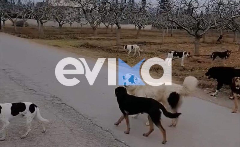 «Αγκαλιά» για τα τετράποδα στην Εύβοια: Νέο καταφύγιο αδέσποτων ζώων στο νησί