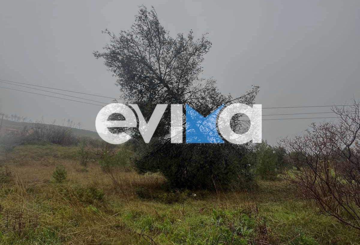 Εύβοια: Τα μποφόρ έριξαν δέντρα σε καλώδια της ΔΕΗ – Αρκετά χωριά χωρίς ρεύμα