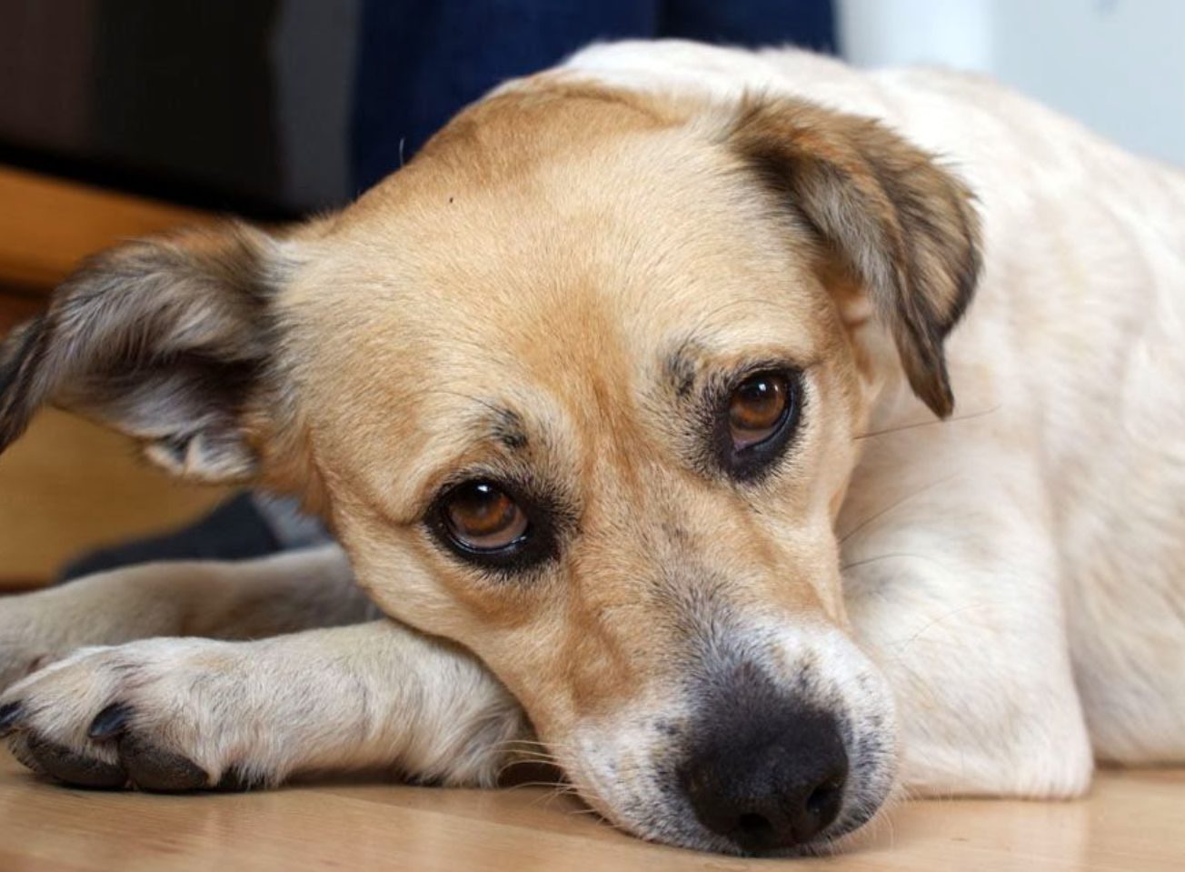 Φρίκη: Δύο νεαροί κρέμασαν σκυλάκι σε στάνη – Πρόστιμο 50.000 ευρώ