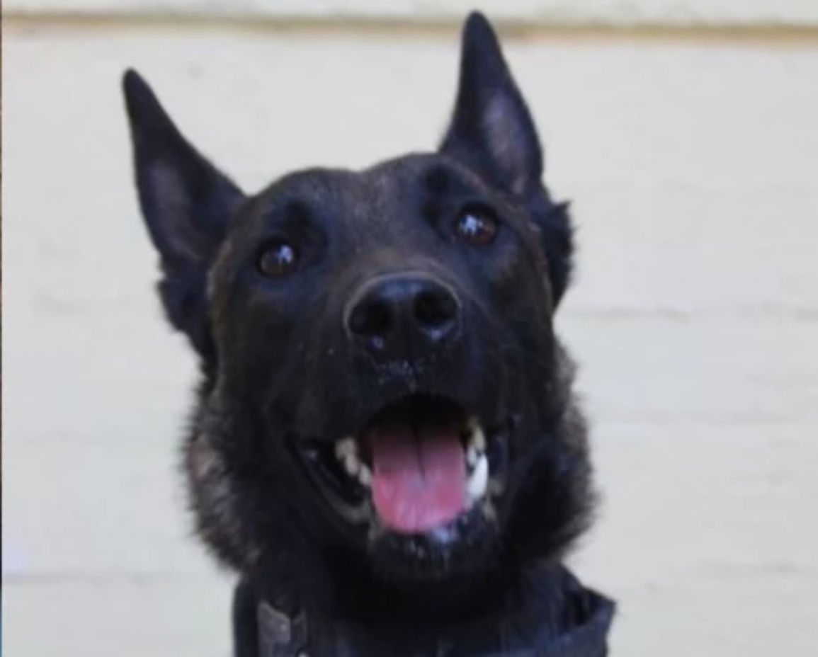 Echo: Ο σκύλος που βρήκε τη σορό του Μπάμπη είχε λύσει υπόθεση εξαφάνισης στην Εύβοια