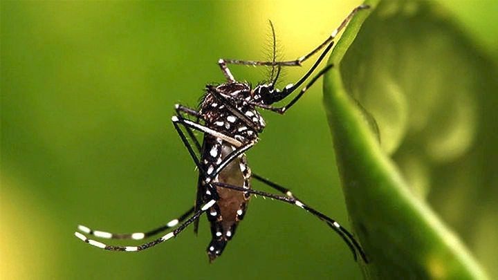 Απελπισία με τα σμήνη κουνουπιών: Το έντομο «τίγρης» που αναστάτωσε σπίτι στην Εύβοια