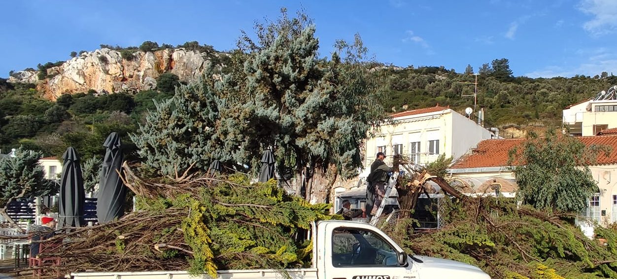 Εύβοια: Έκοψαν δέντρο που ήταν έτοιμο να πέσει μπροστά σε κατάστημα εστίασης (εικόνες)