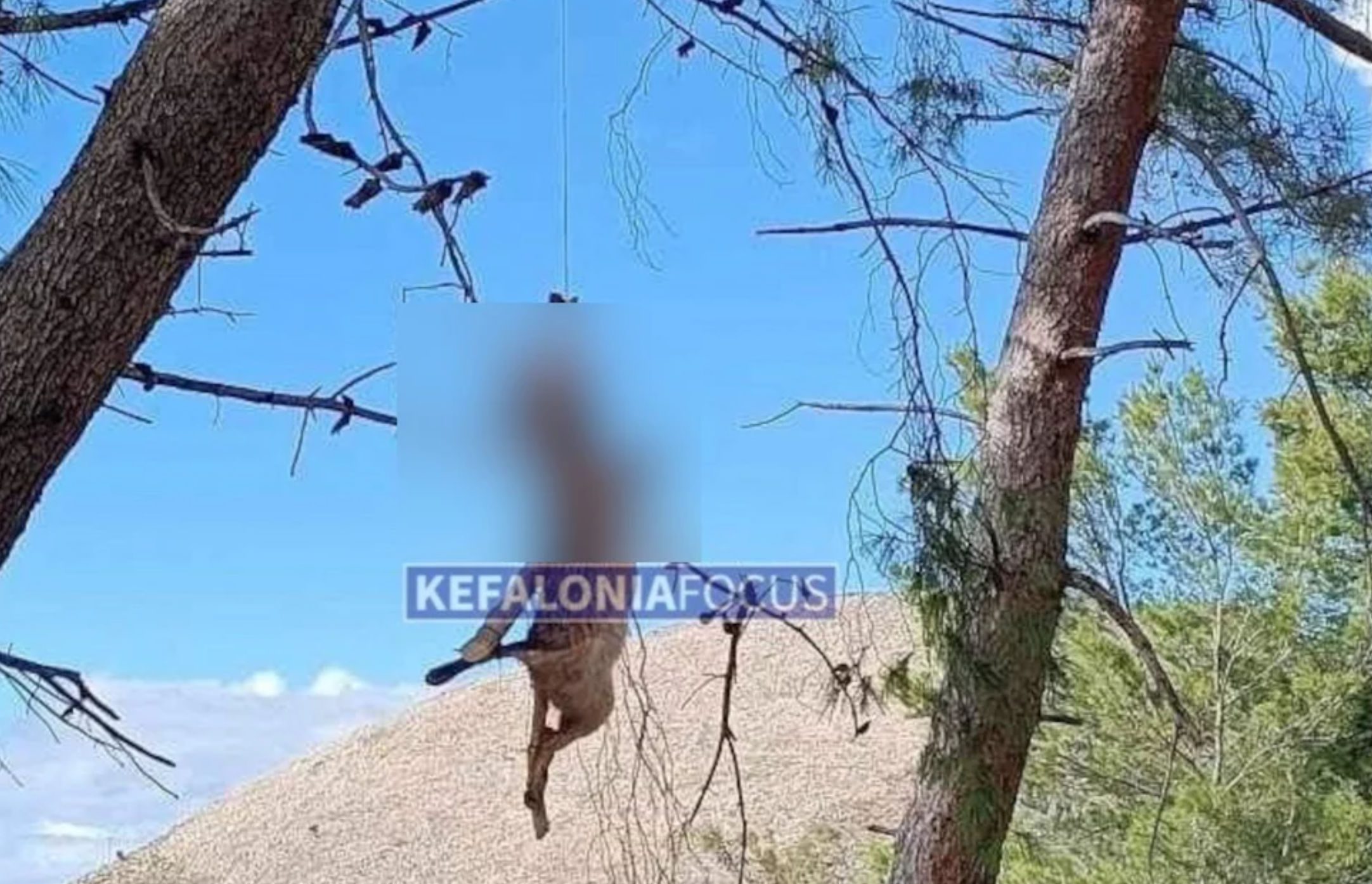 Απίστευτη κτηνωδία: Σκότωσαν και σταύρωσαν αλεπού σε δέντρο (pics)