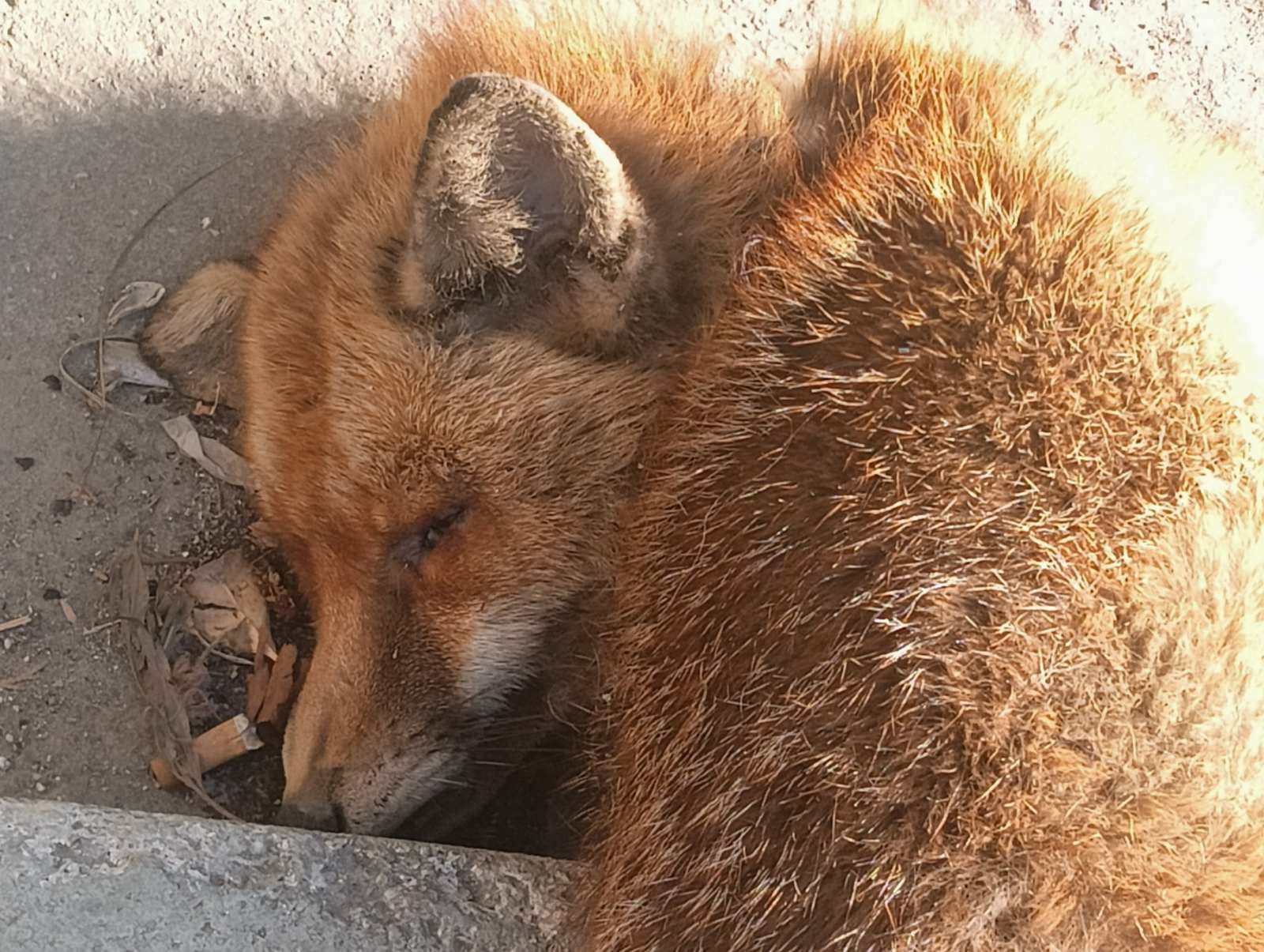 Κτηνωδία: Νεκρή αλεπού με κομμένη ουρά και τραύμα στον λαιμό – Εντοπίστηκε πεταμένη σε κάδο απορριμμάτων