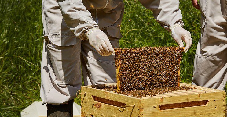 Εύβοια: Μετά τους αγρότες κατεβαίνουν στην Αθήνα και οι μελισσοκόμοι