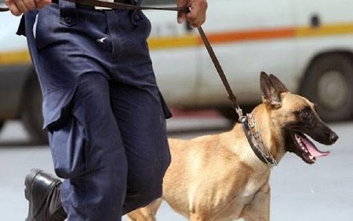 Αστυνομικός σκύλος εντόπισε ναρκωτικά κάτω από τον λεβιέ ταχυτήτων