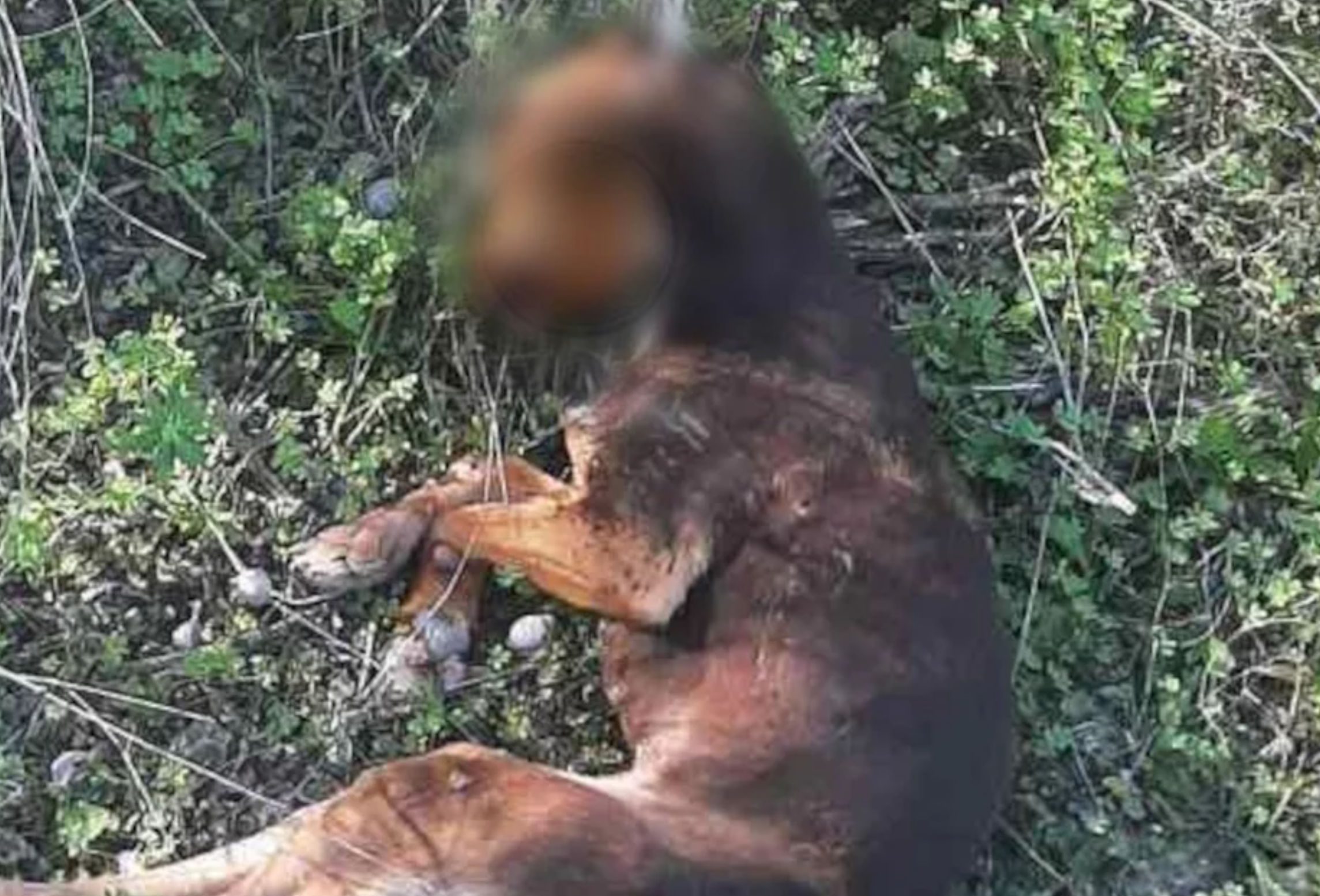 Νέα κτηνωδία: Σκυλάκι εντοπίστηκε κρεμασμένο σε δέντρο